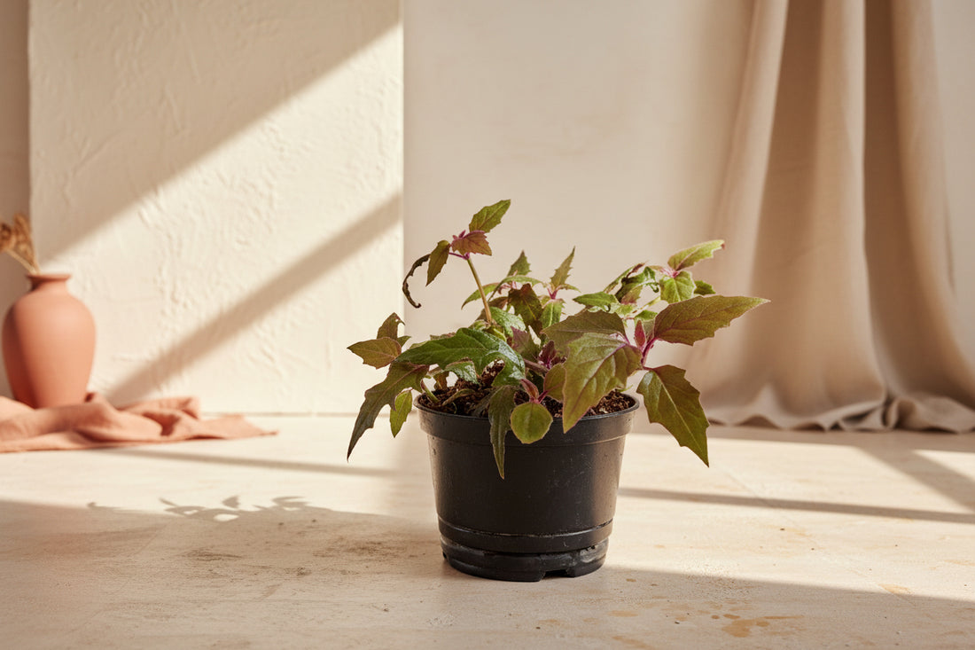 Purple Passion Plant (Gynura aurantiaca) features velvety purple foliage and fast growth. A bold, easy-care houseplant that adds vibrant color and texture indoors.