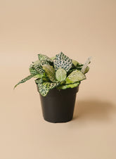 The Nerve Plant (Fittonia albivenis) varieties, features striking veined foliage perfect for terrariums or small spaces. It thrives in bright, indirect light, high humidity, and moist soil. Ideal for those seeking a medium-care plant, it adds vibrant texture and tropical charm to any room.
