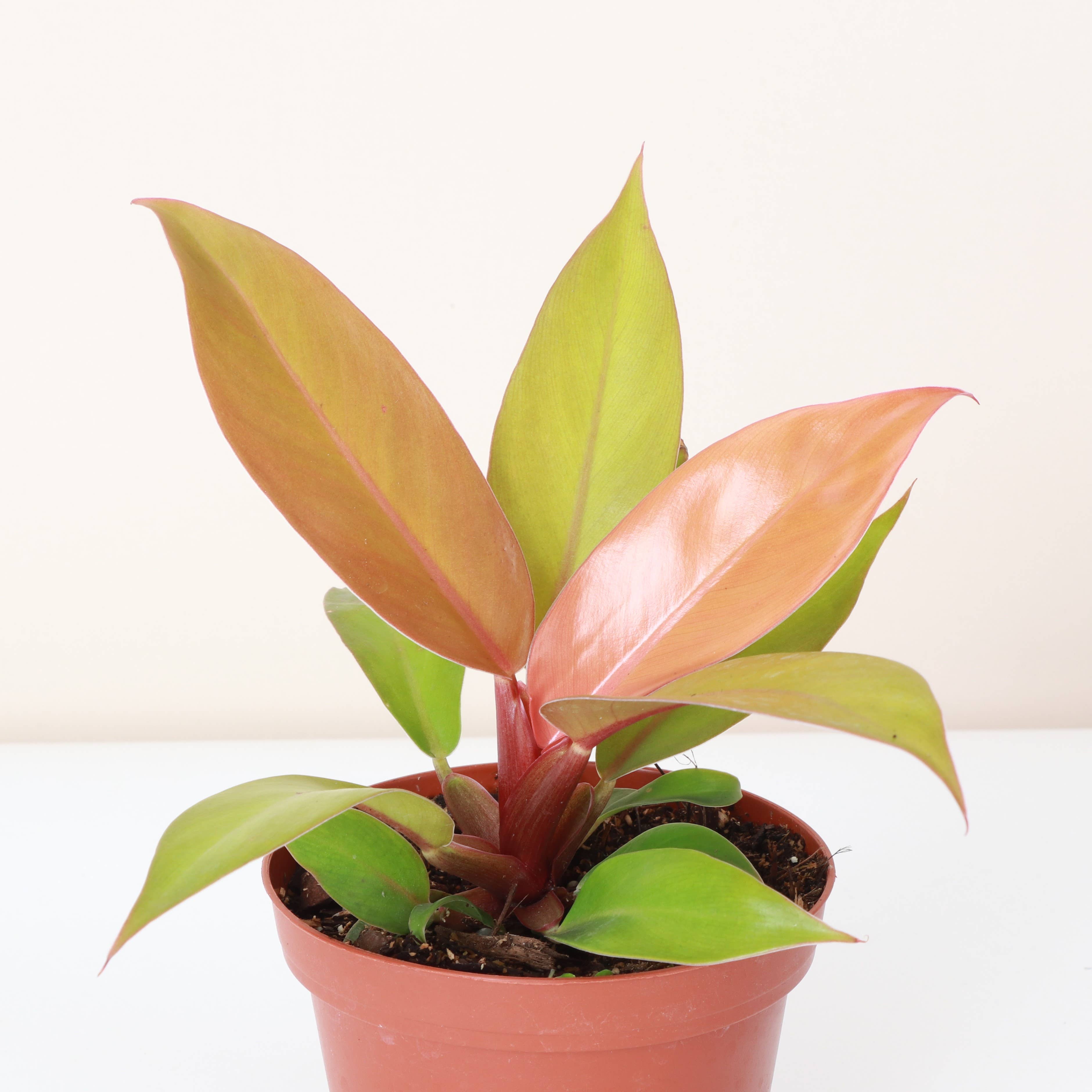 The Prince of Orange Philodendron is a vibrant, easy-care houseplant known for its color-changing leaves that transition from neon yellow-orange to copper and finally bright green. Thriving in bright to medium indirect light, it&
