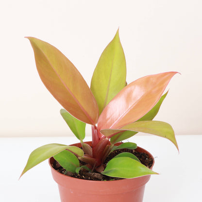 The Prince of Orange Philodendron is a vibrant, easy-care houseplant known for its color-changing leaves that transition from neon yellow-orange to copper and finally bright green. Thriving in bright to medium indirect light, it&
