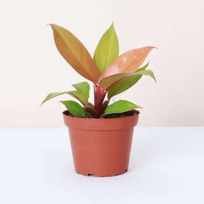 The Prince of Orange Philodendron is a vibrant, easy-care houseplant known for its color-changing leaves that transition from neon yellow-orange to copper and finally bright green. Thriving in bright to medium indirect light, it&