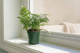 Rabbit’s Foot Fern 4" plant (Davallia fejeensis) with soft fuzzy rhizomes and lush green fronds. Thrives in medium light. Perfect indoor fern.