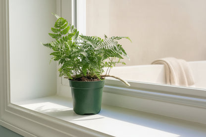Rabbit’s Foot Fern 4" plant (Davallia fejeensis) with soft fuzzy rhizomes and lush green fronds. Thrives in medium light. Perfect indoor fern.