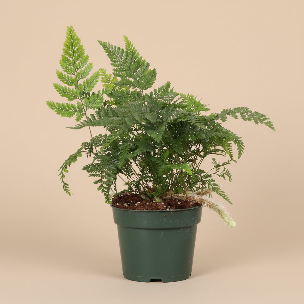 Rabbit’s Foot Fern 4" plant (Davallia fejeensis) with soft fuzzy rhizomes and lush green fronds. Thrives in medium light. Perfect indoor fern.