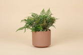 Rabbit’s Foot Fern 4" plant (Davallia fejeensis) with soft fuzzy rhizomes and lush green fronds. Thrives in medium light. Perfect indoor fern.