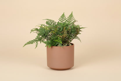 Rabbit’s Foot Fern 4" plant (Davallia fejeensis) with soft fuzzy rhizomes and lush green fronds. Thrives in medium light. Perfect indoor fern.