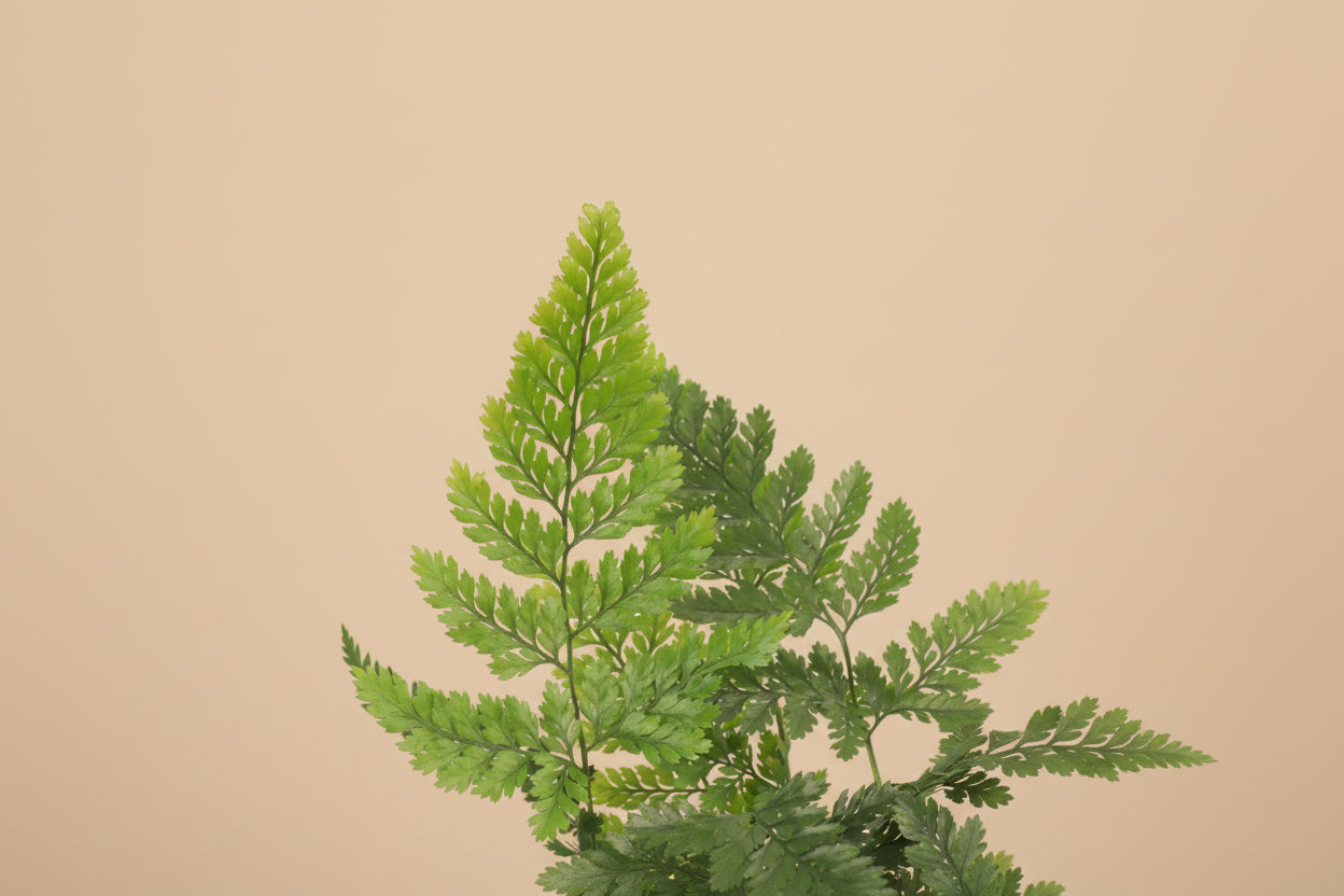 Rabbit’s Foot Fern 4" plant (Davallia fejeensis) with soft fuzzy rhizomes and lush green fronds. Thrives in medium light. Perfect indoor fern.