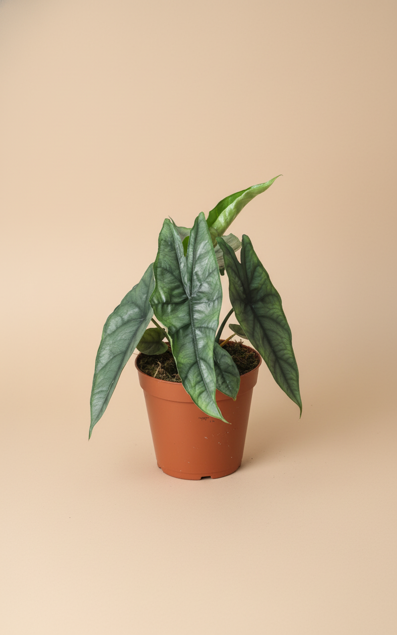 Rare Alocasia Dragon’s Breath with smoky green leaves and fiery red undersides. A compact, exotic hybrid that brings bold, mythical beauty to any space.