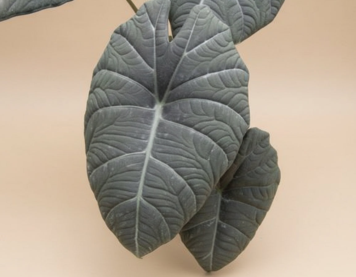 Rare Alocasia Maharani with thick, textured grey-green leaves and dragon-scale detail. A compact, sculptural houseplant prized by collectors.