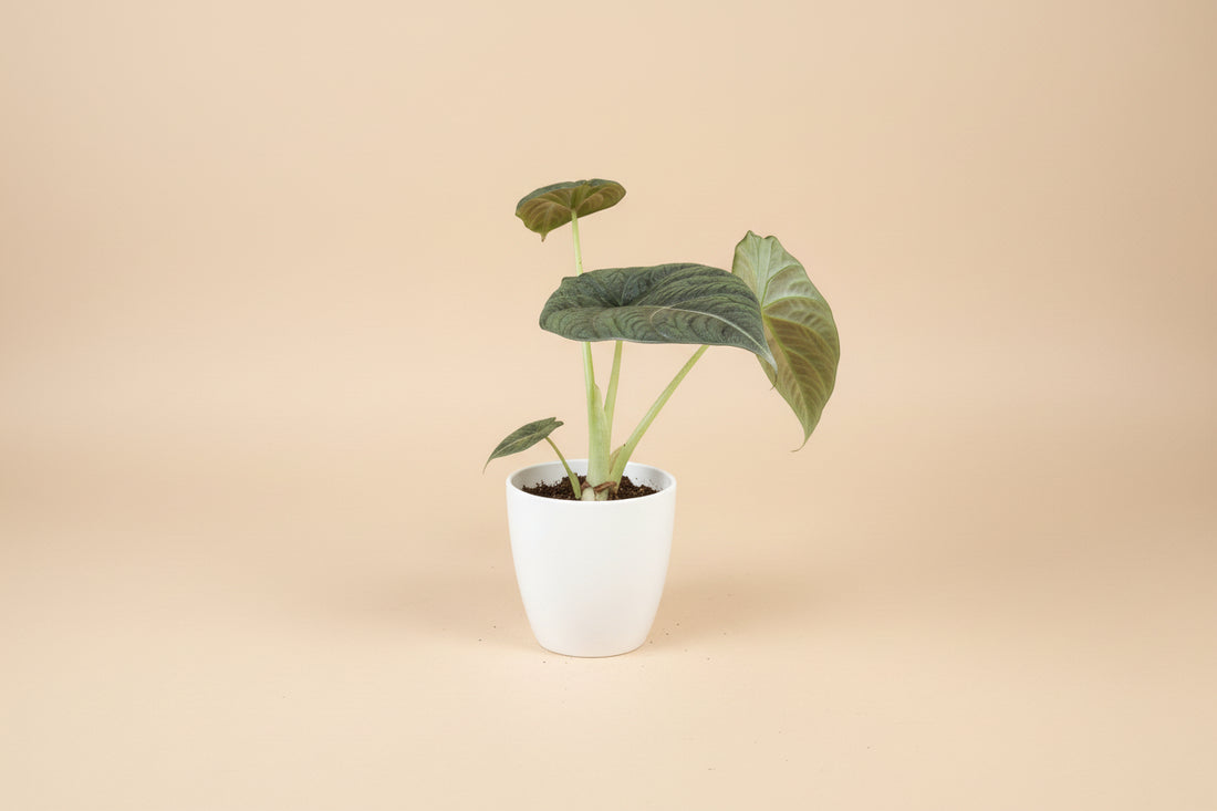 Rare Alocasia Maharani with thick, textured grey-green leaves and dragon-scale detail. A compact, sculptural houseplant prized by collectors.