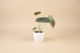 Rare Alocasia Maharani with thick, textured grey-green leaves and dragon-scale detail. A compact, sculptural houseplant prized by collectors.