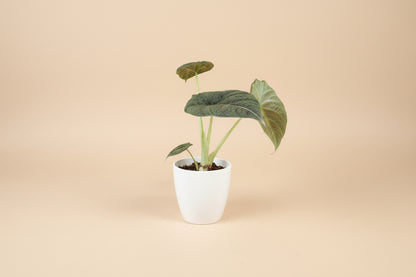 Rare Alocasia Maharani with thick, textured grey-green leaves and dragon-scale detail. A compact, sculptural houseplant prized by collectors.