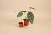 Rare Alocasia Maharani with thick, textured grey-green leaves and dragon-scale detail. A compact, sculptural houseplant prized by collectors.