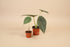 Rare Alocasia Maharani with thick, textured grey-green leaves and dragon-scale detail. A compact, sculptural houseplant prized by collectors.