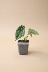  Alocasia Quilted Dreams, a rare collector aroid with deeply textured quilted leaves, dramatic veining, and stunning tropical foliage.