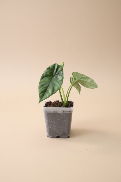  Alocasia Quilted Dreams, a rare collector aroid with deeply textured quilted leaves, dramatic veining, and stunning tropical foliage.