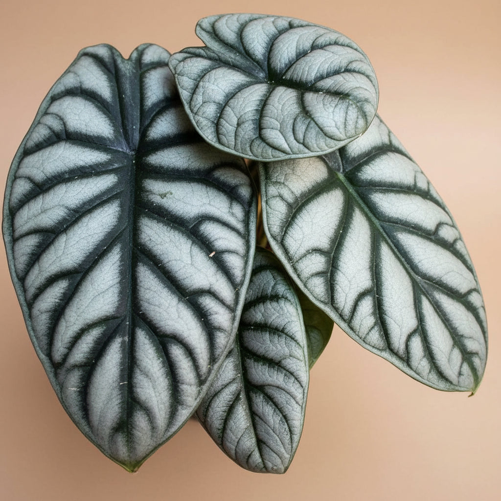 Rare Alocasia Silver Dragon with shimmering silver-green, dragon-scale leaves. A compact, collectible houseplant prized for its bold texture and beauty.