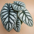 Rare Alocasia Silver Dragon with shimmering silver-green, dragon-scale leaves. A compact, collectible houseplant prized for its bold texture and beauty.