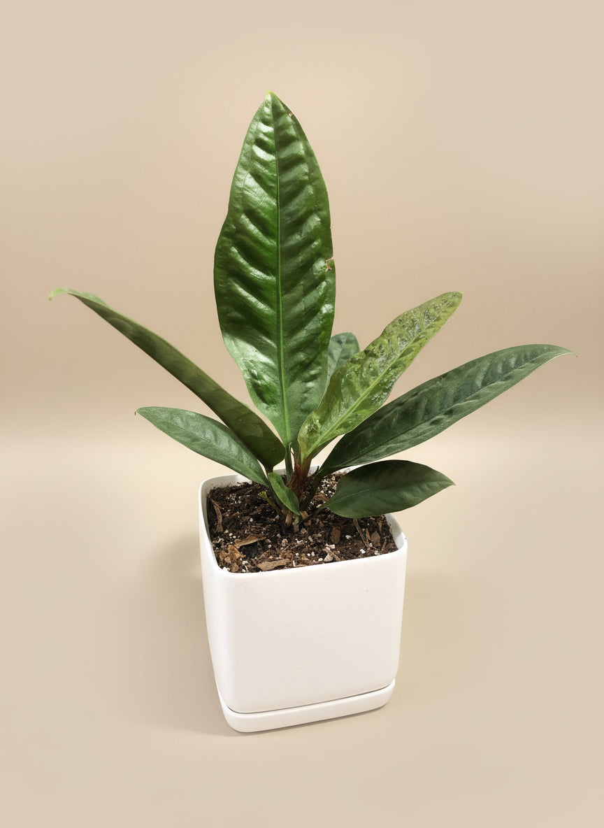 Rare Anthurium Cobra with long, rippled leaves that mimic a serpent’s grace. A bold, tropical statement plant prized for its sculptural, exotic foliage.