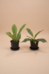 Rare Anthurium Hybrid Variegata 8" plant featuring stunning pink and green variegated foliage. A collector aroid that adds bold tropical beauty indoors.