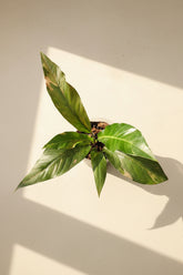 Rare Anthurium Hybrid Variegata 8" plant featuring stunning pink and green variegated foliage. A collector aroid that adds bold tropical beauty indoors.