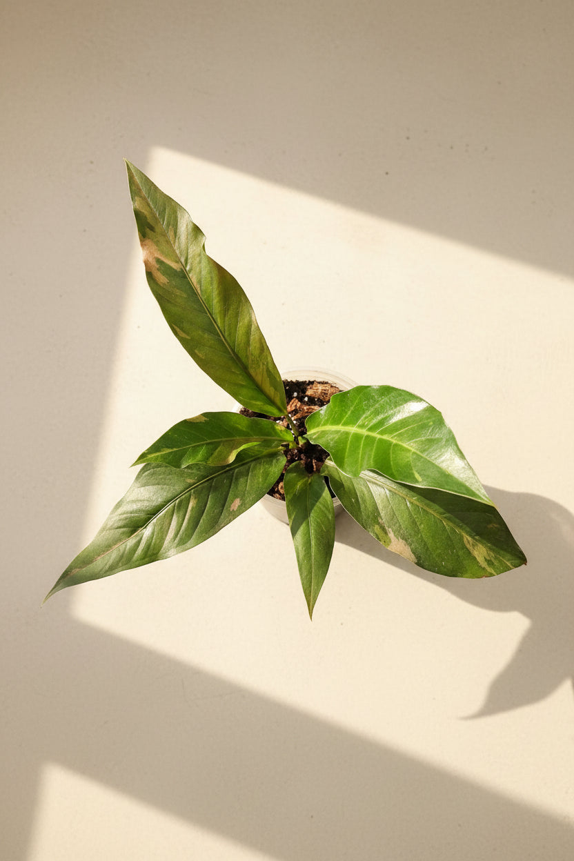 Rare Anthurium Hybrid Variegata 8" plant featuring stunning pink and green variegated foliage. A collector aroid that adds bold tropical beauty indoors.