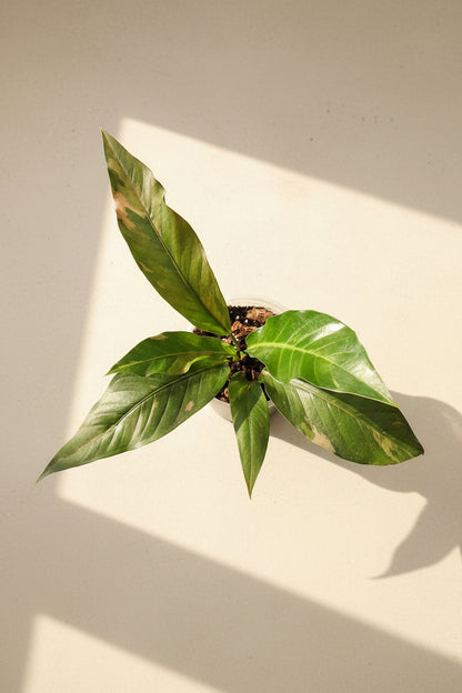 Rare Anthurium Hybrid Variegata 8" plant featuring stunning pink and green variegated foliage. A collector aroid that adds bold tropical beauty indoors.