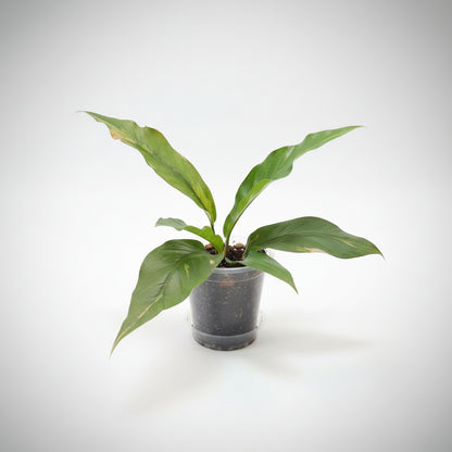 Rare Anthurium Hybrid Variegata 8" plant featuring stunning pink and green variegated foliage. A collector aroid that adds bold tropical beauty indoors.
