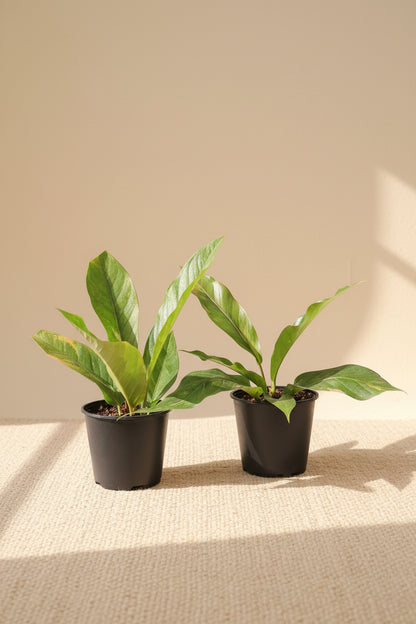 Rare Anthurium Hybrid Variegata 8" plant featuring stunning pink and green variegated foliage. A collector aroid that adds bold tropical beauty indoors.