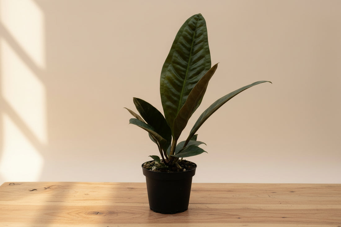 Rare Anthurium Superbum with bold bird’s-nest foliage and sculptural tropical form. Easy rare aroid for bright indoor spaces and collector plant lovers.