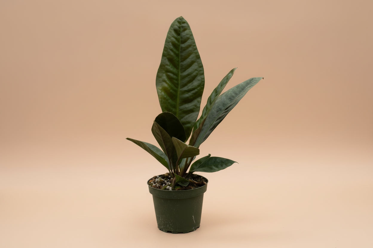 Rare Anthurium Superbum with bold bird’s-nest foliage and sculptural tropical form. Easy rare aroid for bright indoor spaces and collector plant lovers.