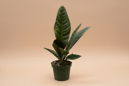 Rare Anthurium Superbum with bold bird’s-nest foliage and sculptural tropical form. Easy rare aroid for bright indoor spaces and collector plant lovers.