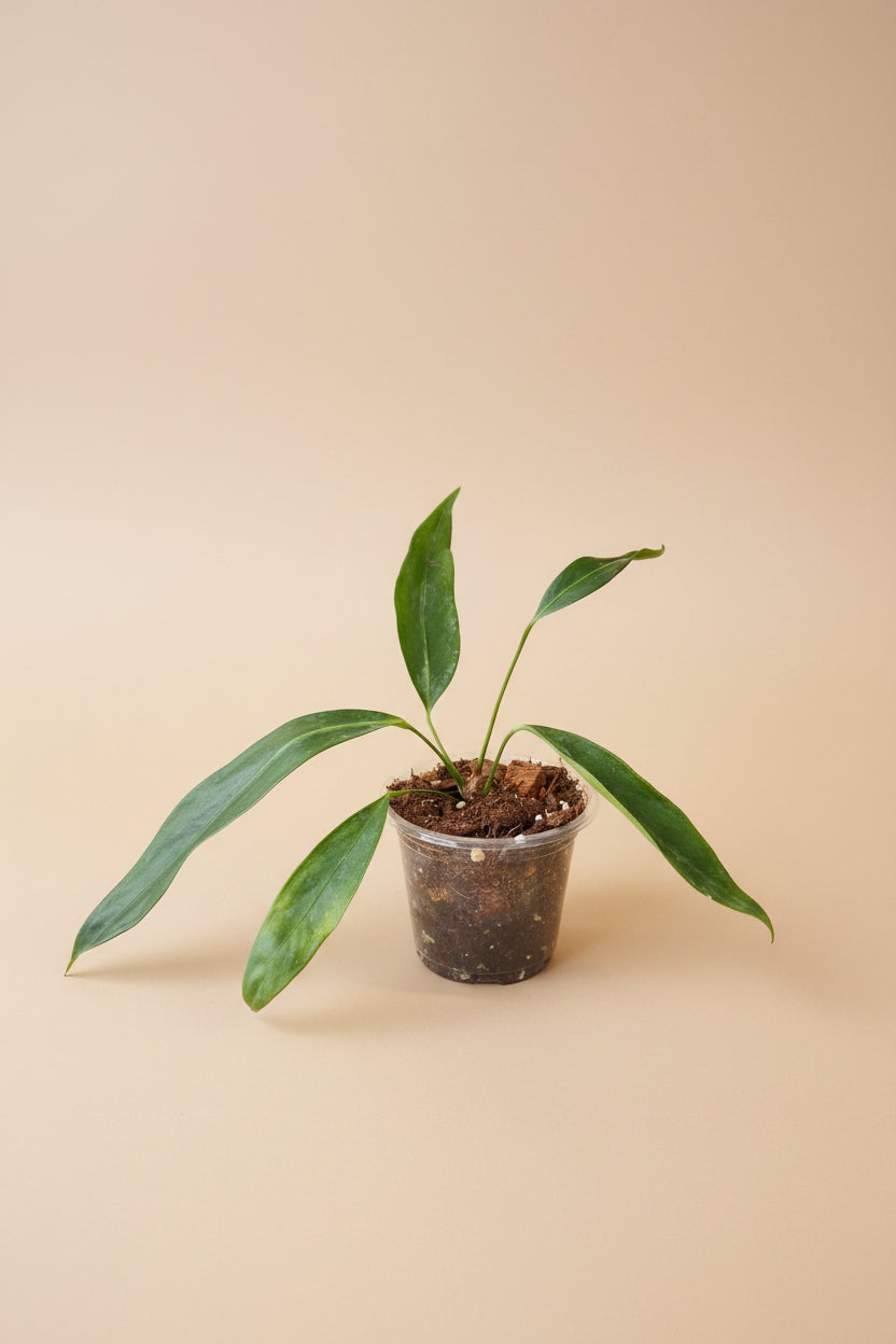 Rare Anthurium pendens JA with cascading tropical foliage and dramatic hanging growth. A collector aroid perfect for lush jungle interiors.