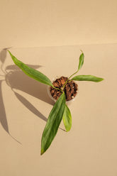 Rare Anthurium pendens JA with cascading tropical foliage and dramatic hanging growth. A collector aroid perfect for lush jungle interiors.