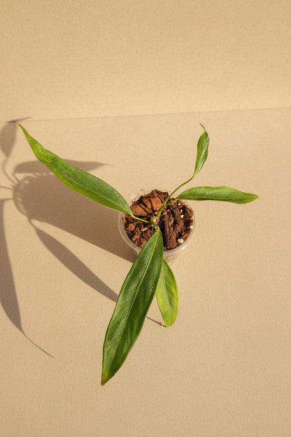 Rare Anthurium pendens JA with cascading tropical foliage and dramatic hanging growth. A collector aroid perfect for lush jungle interiors.