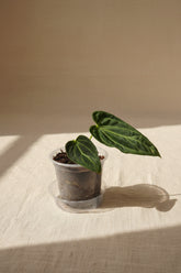 Rare Anthurium regale 4" plant with velvety heart-shaped leaves and striking silver veins. A coveted collector aroid that adds tropical elegance indoors.