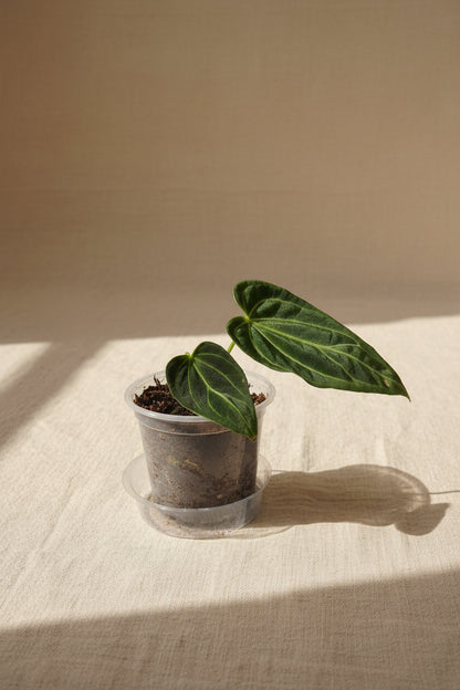 Rare Anthurium regale 4" plant with velvety heart-shaped leaves and striking silver veins. A coveted collector aroid that adds tropical elegance indoors.