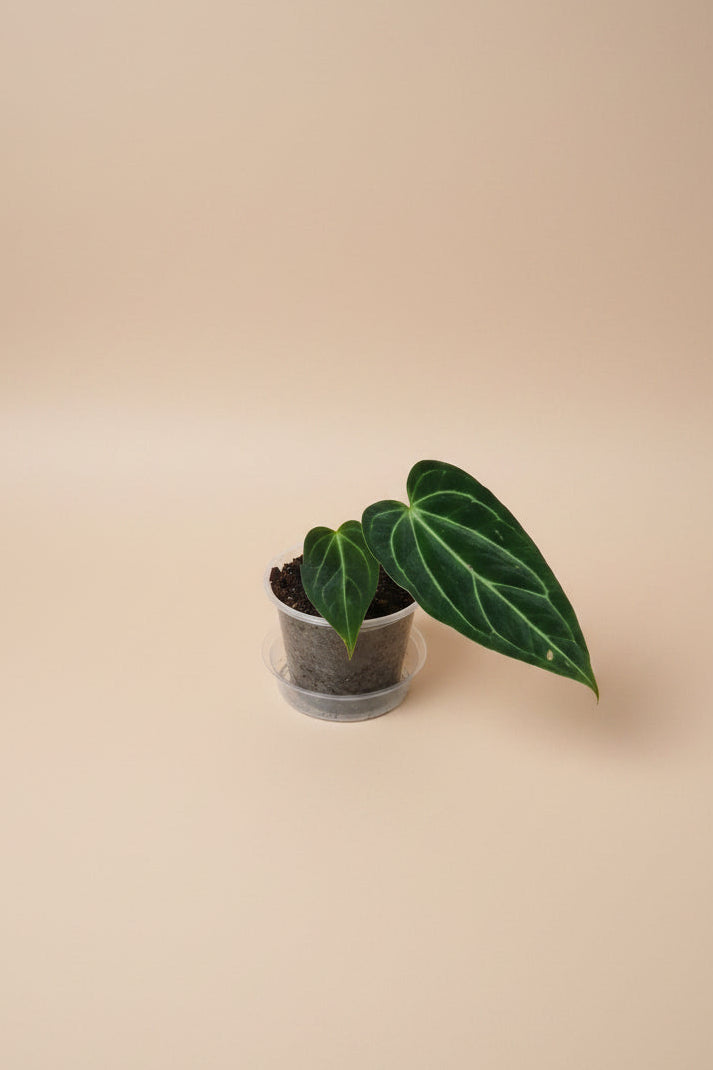 Rare Anthurium regale 4" plant with velvety heart-shaped leaves and striking silver veins. A coveted collector aroid that adds tropical 