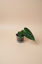 Rare Anthurium regale 4" plant with velvety heart-shaped leaves and striking silver veins. A coveted collector aroid that adds tropical 