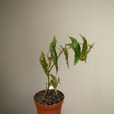 Begonia amphioxus - 4”: A rare tropical plant from Borneo with lance-shaped green leaves and bold red polka dots. 