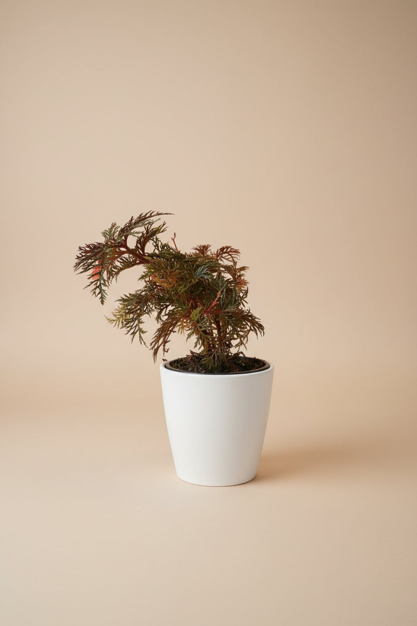 Rare Begonia bipinnatifida ‘Fern Leaf’ features intricate, fern-like foliage and a tropical woodland look. A unique collector plant for indoor spaces.