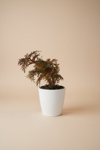 Rare Begonia bipinnatifida ‘Fern Leaf’ features intricate, fern-like foliage and a tropical woodland look. A unique collector plant for indoor spaces.