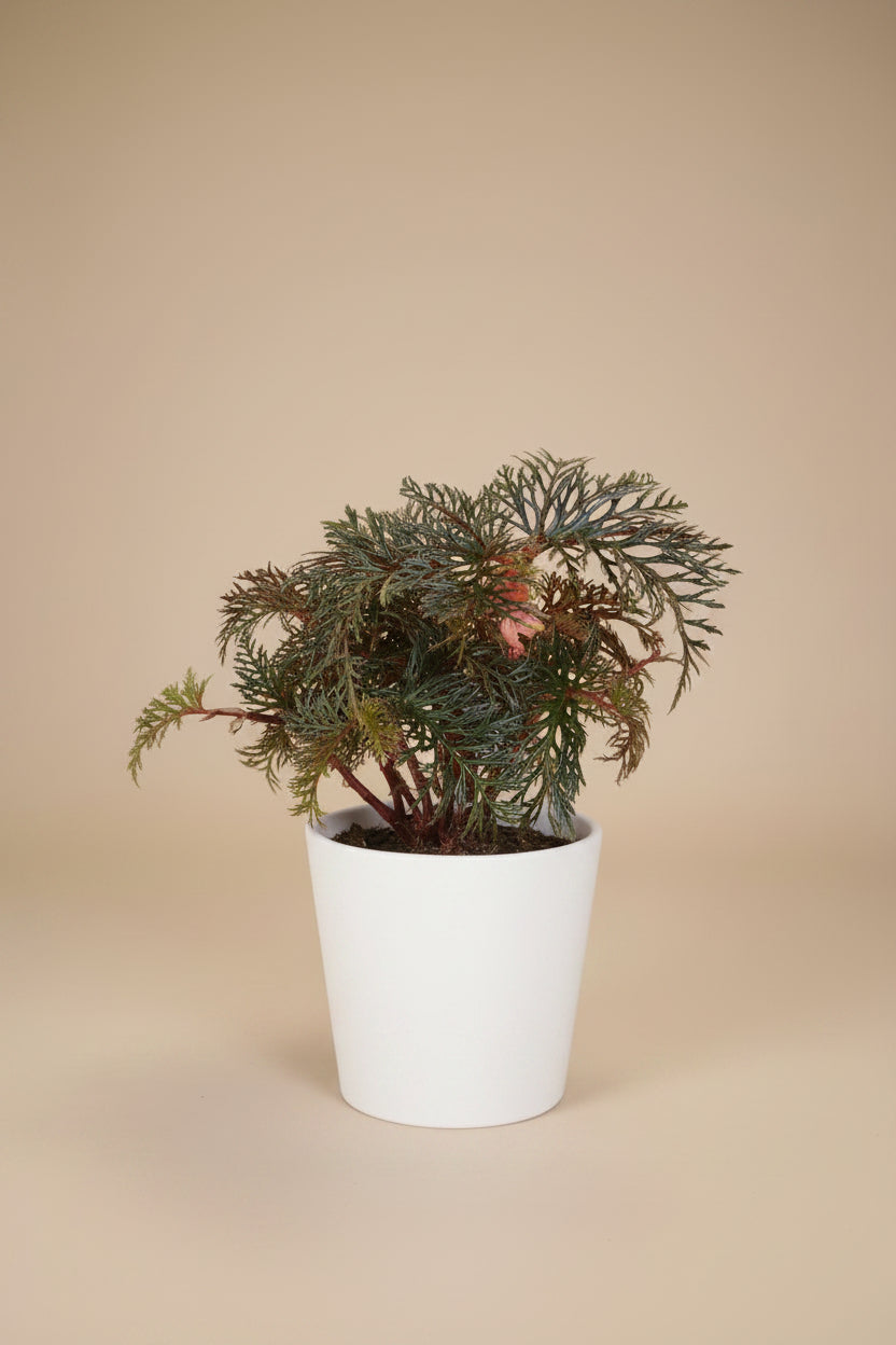 Rare Begonia bipinnatifida ‘Fern Leaf’ features intricate, fern-like foliage and a tropical woodland look. A unique collector plant for indoor spaces.