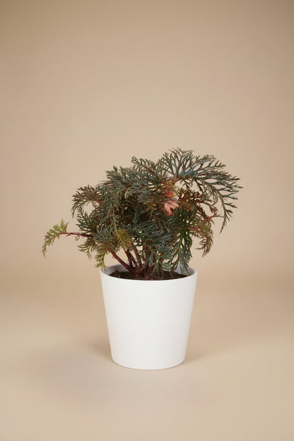 Rare Begonia bipinnatifida ‘Fern Leaf’ features intricate, fern-like foliage and a tropical woodland look. A unique collector plant for indoor spaces.