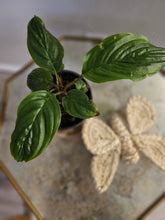 The Black Bat Flower (Tacca chantrieri) is an exotic masterpiece with striking, bat-shaped black blooms and trailing whisker-like bracts. Native to Southeast Asia, this rare plant thrives in humid, tropical conditions and adds intrigue with its lush foliage and moody elegance. Ideal for collectors.