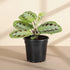 Rare Black Prayer Plant with dramatic dark foliage and pet-safe, trailing growth. Easy-care Maranta that thrives in bright, indirect light. Perfect indoor plant.