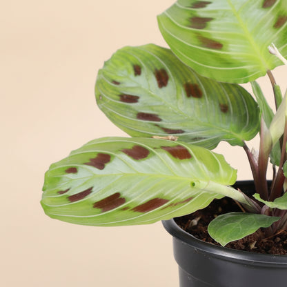 Rare Black Prayer Plant with dramatic dark foliage and pet-safe, trailing growth. Easy-care Maranta that thrives in bright, indirect light. Perfect indoor plant.