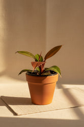 Rare Blood Luna Philodendron, known for its deep burgundy foliage and copper-toned new growth. An easy-care collector plant for indoor jungles.