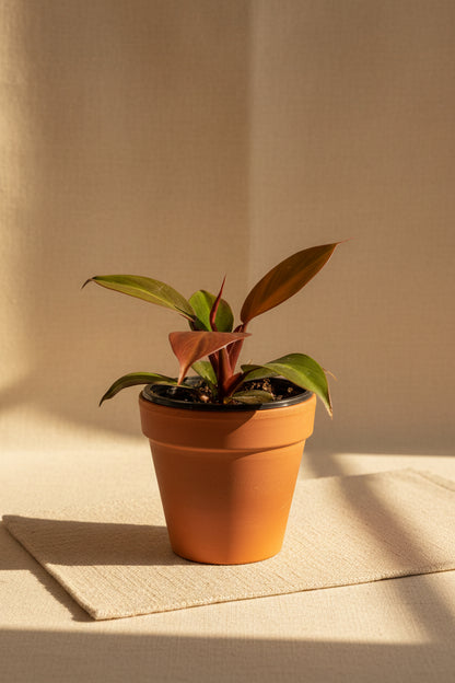 Rare Blood Luna Philodendron, known for its deep burgundy foliage and copper-toned new growth. An easy-care collector plant for indoor jungles.