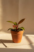 Rare Blood Luna Philodendron, known for its deep burgundy foliage and copper-toned new growth. An easy-care collector plant for indoor jungles.